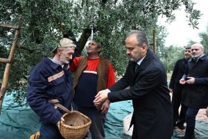 Bursa Büyükşehir’den zeytin üreticilerine yaygı desteği