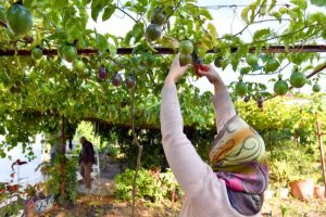Passiflora üreticilerinin hasat sevinci