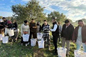 Manisa Akhisar’da zeytin üreticisine koruyucu malzeme