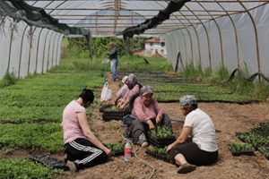 Kocaeli’den yüzde 75 hibeli tarım desteği
