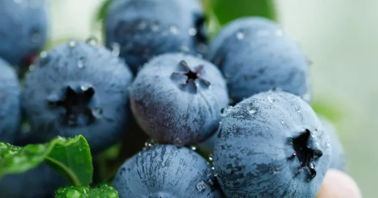 Yaban Mersini üreticileri için Bursa’da tek çatıda… Uludağ Blueberry Birliği kuruldu